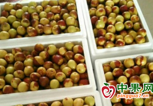 陜西大荔：以棗富農 帶動地方經濟 ()
