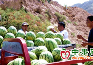 中鋪鎮紅柳村旱砂地西瓜喜豐收 ()