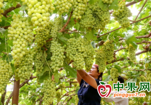 吐魯番葡萄熟了 ()