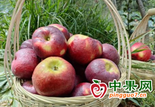 云南大密羅社區早熟蘋果滿枝頭 ()