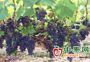 廣元利州區：城郊小水果變致富“金果果” ()