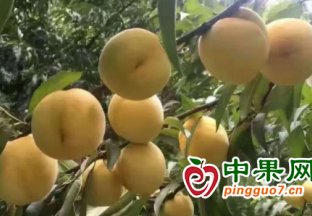 水果產業成荊州老百姓富民產業 ()