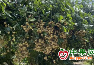 惠州龍江鎮“龍眼季”到來！ ()