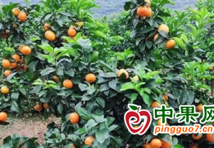 江永縣邑口村：發展特色水果產業 助力鄉村振興 ()