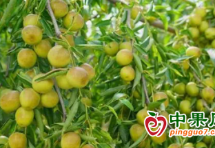 新疆阿拉爾市大棚冬棗搶“鮮”上市 ()