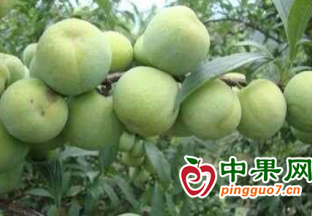 理縣“小水果撬動大經濟” ()