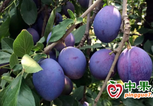 西梅豐收變致富果 職工眉開眼笑 ()