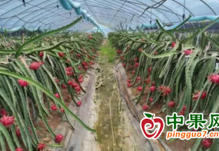 火紅的果子帶來火紅的日子 ()