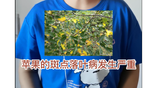 天氣轉涼，落葉病發(fā)生是什么原因？ ()