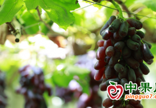 桂陽特色水果種植走出“甜蜜”致富路 ()