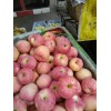 紅星蘋果大量出貨13792957666
