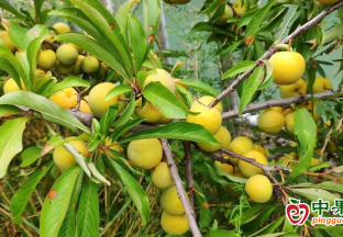 長梁鎮(zhèn)瓦子院村200畝李子成熟 ()
