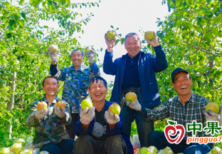 山西汾西縣梨果飄香產(chǎn)業(yè)旺 ()