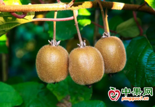 國慶獼猴桃采摘季，農(nóng)旅融合助力鄉(xiāng)村振興 ()