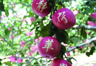 中國蘋果第二屆產銷峰會暨“靜寧蘋果”產業高質量發展大會即將召開 ()