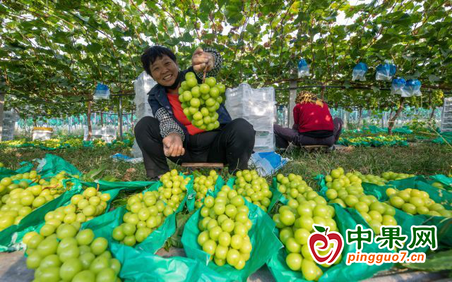 煙臺(tái)福山：葡萄滿枝頭 果農(nóng)笑顏開(kāi) ()