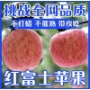 山東紅富士蘋果產地《壞果包賠》產地貨源充足