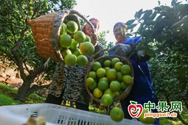 百億柑橘產(chǎn)業(yè)鏈助力鄉(xiāng)村振興 ()
