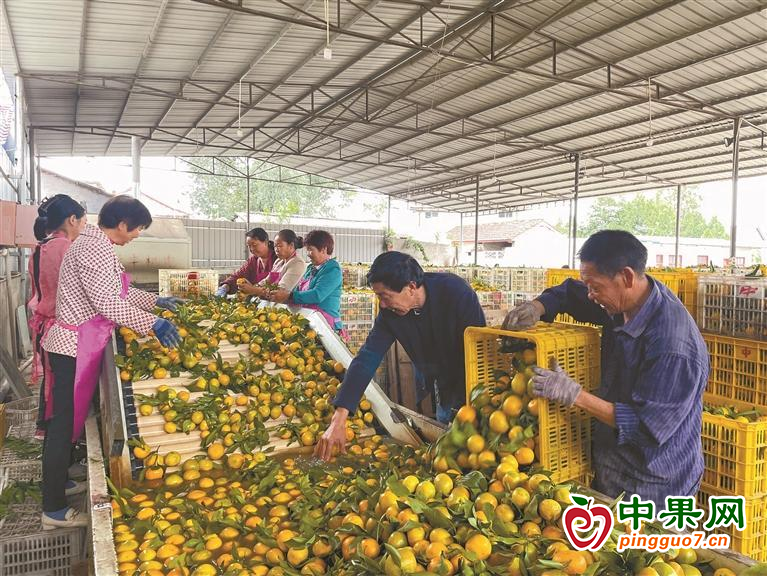 陜西城固縣柑橘走俏 ()