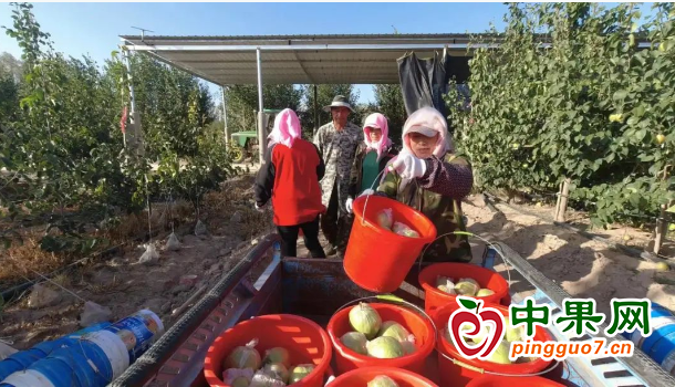 甘肅省永昌縣：金秋梨滿枝 ()
