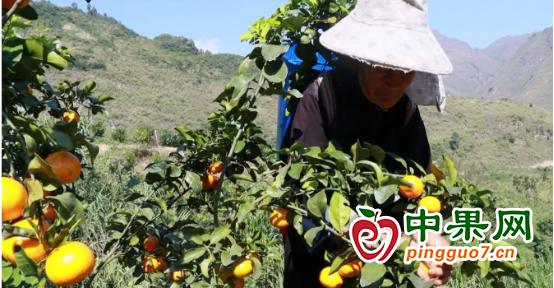 百畝金秋砂糖橘 產(chǎn)銷兩旺促增收 ()
