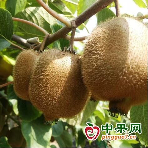陜西眉縣獼猴桃?guī)余l(xiāng)村發(fā)展 ()