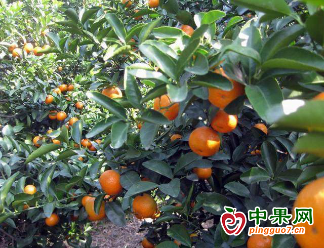 柑橘喜豐收 果農(nóng)笑開顏 ()