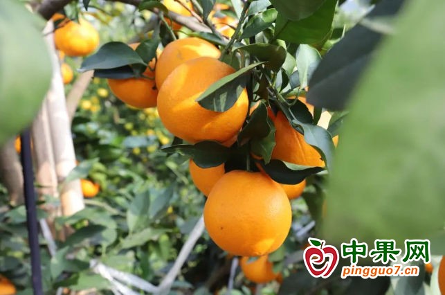 愛媛果凍橙喜獲豐收 ()
