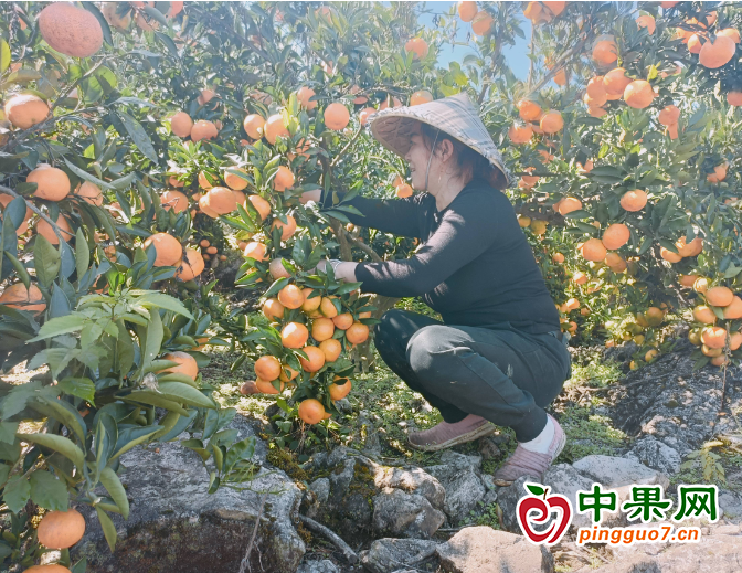 柑橘喜獲豐收 鋪就產(chǎn)業(yè)致富路 ()