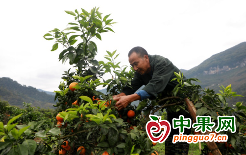 重慶柑橘迎豐收 產(chǎn)量翻倍促增收 ()