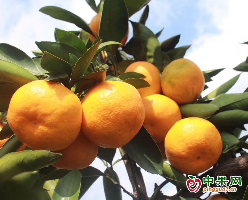 湖南常德市解決柑橘產(chǎn)業(yè)發(fā)展難題 ()