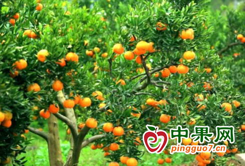 柑橘滿枝頭 村民迎豐收 ()