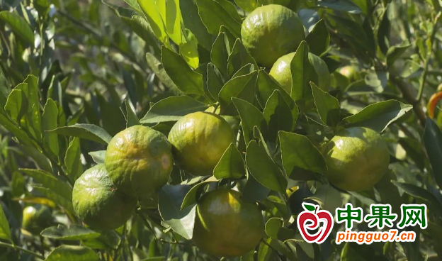 紫金春甜桔滿枝頭 果農(nóng)喜盼豐收 ()