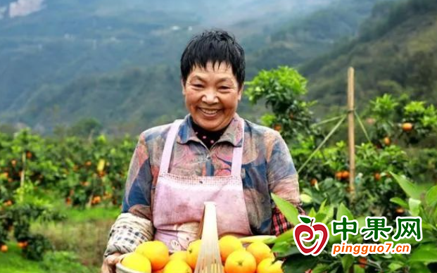 柑橘迎豐收 產(chǎn)量翻倍促增收 ()