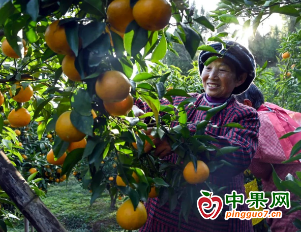 柑橘產(chǎn)業(yè)助農(nóng)增收 ()