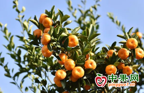 深秋時節(jié) 蜜桔飄香 ()