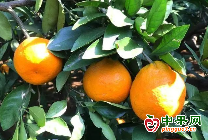 橘子熟了 碩果滿園喜豐收 ()