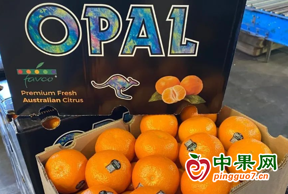 新季實現(xiàn)產量突破 澳橙對華出口仍具挑戰(zhàn) ()