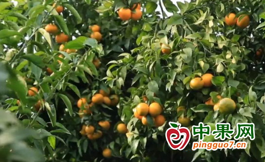 萬畝柑橘防寒穩(wěn)產 溫暖過冬 ()