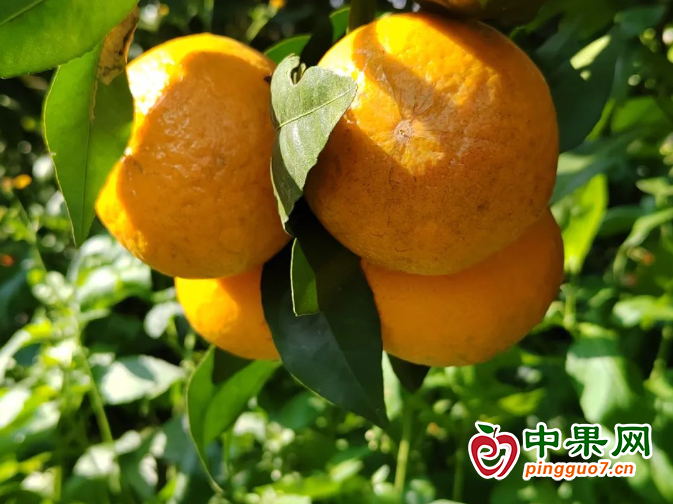 萬畝沃柑陸續(xù)采收上市 ()