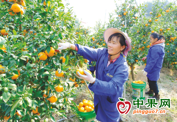 廣西武鳴區(qū)的沃柑喜迎豐收！ ()