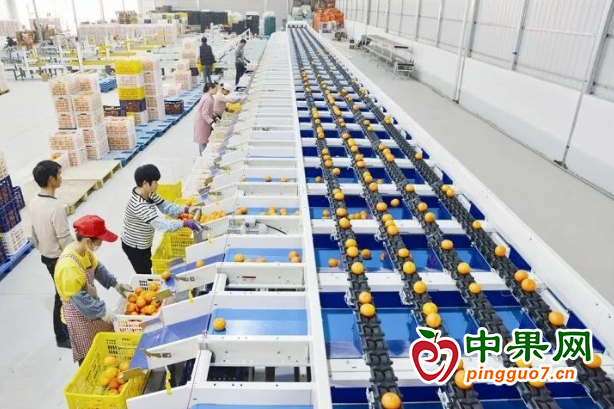 武鳴區(qū)150萬噸沃柑開始采摘上市 ()