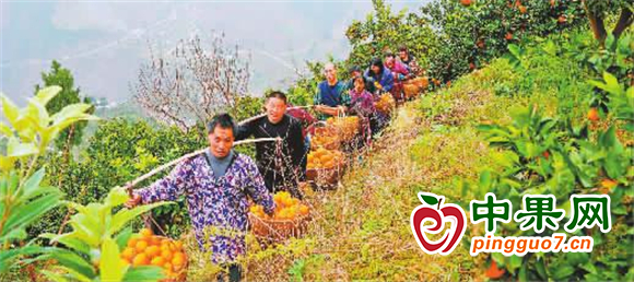 柑橘喜豐收 果農(nóng)采摘忙 ()