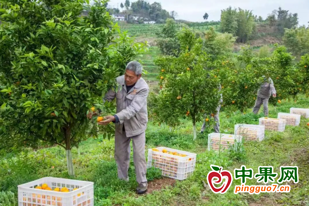 重慶市大盛鎮(zhèn)柑橘喜迎豐收 ()