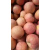 冷庫常年供應(yīng)紅富士蘋果