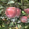 陜西紅富士蘋果批發紅富士蘋果基地價格